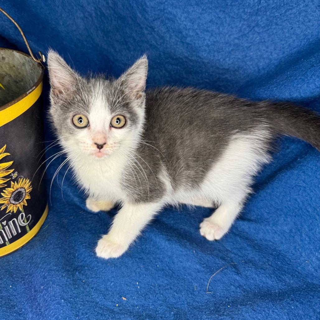 Enlarge Taylor McKessie, a Adoptable mixed breed in Mount Vernon, IL image 5/6