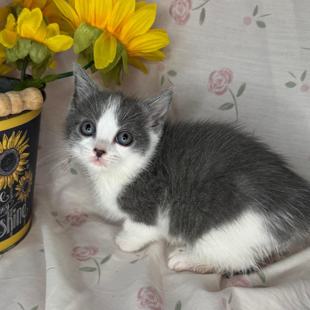 Taylor, a Adoptable mixed breed in Mount Vernon, IL image 3/6
