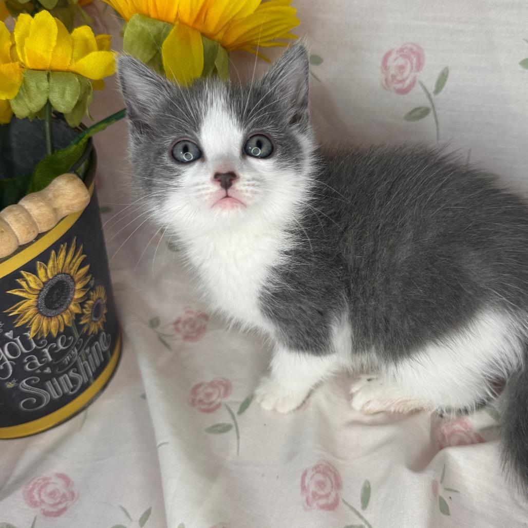 Taylor, a Adoptable mixed breed in Mount Vernon, IL image 4/6