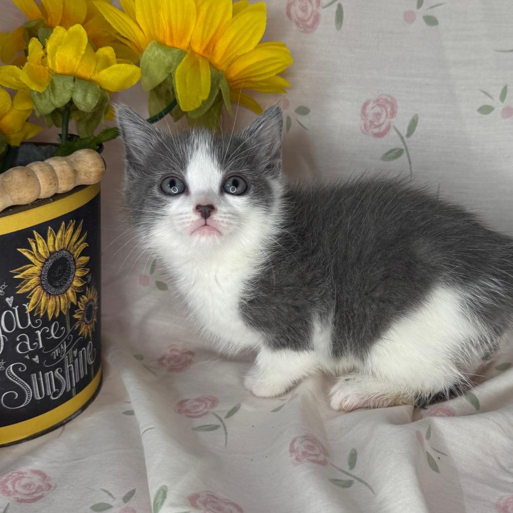 Taylor, a Adoptable mixed breed in Mount Vernon, IL image 5/6