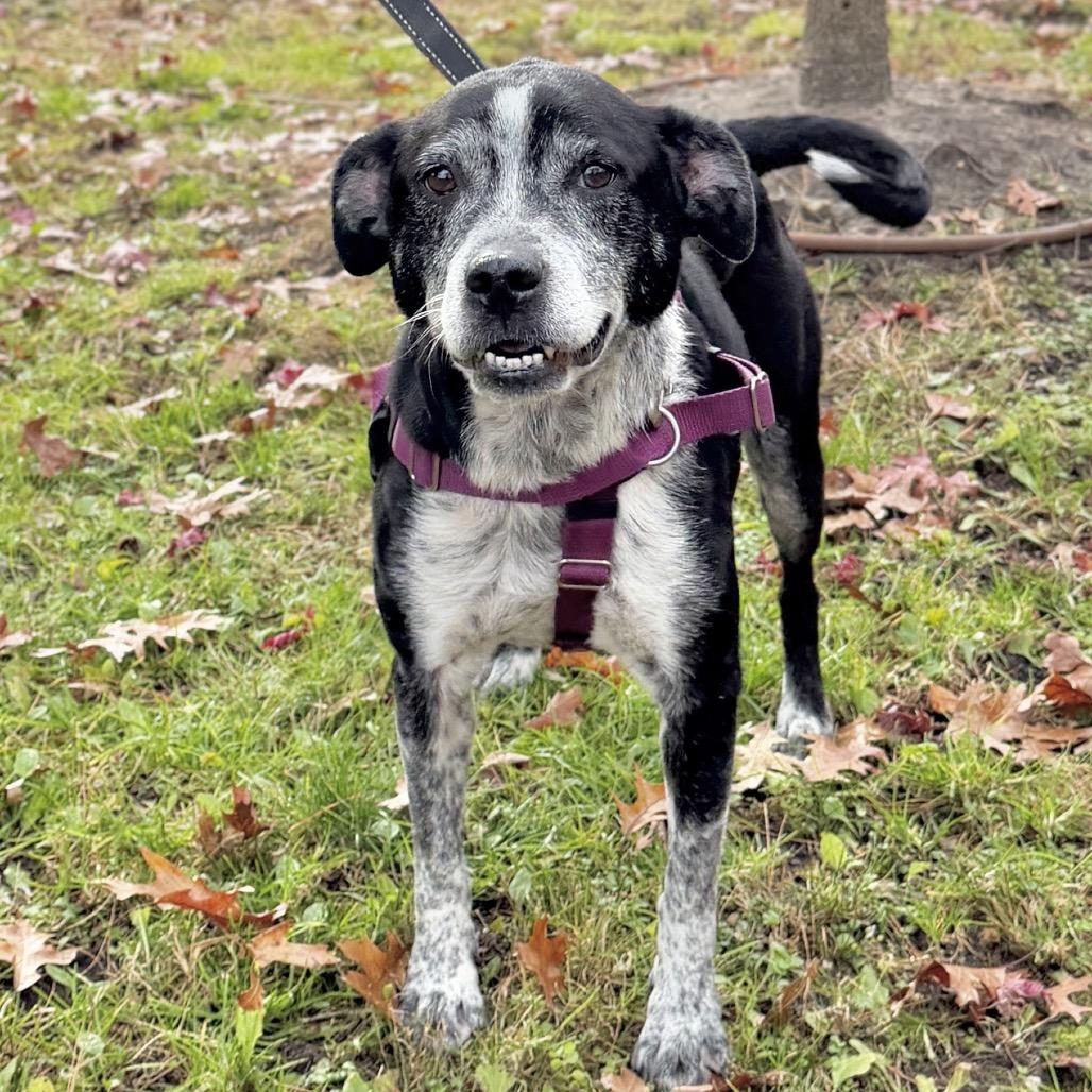 Barkley, Adoptable, Senior Male Hound.