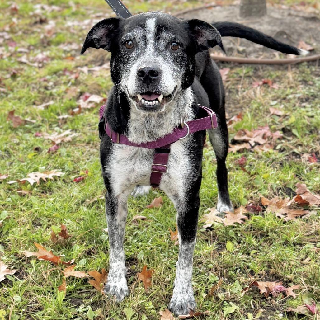 Enlarge Barkley, a Adoptable Hound in East Hampton, NY image 3/6