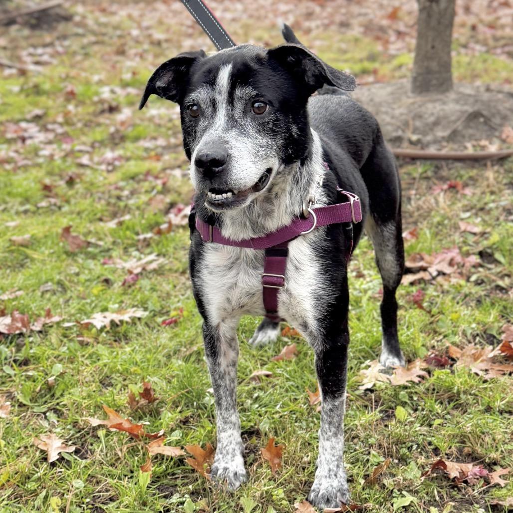 Enlarge Barkley, a Adoptable Hound in East Hampton, NY image 4/6