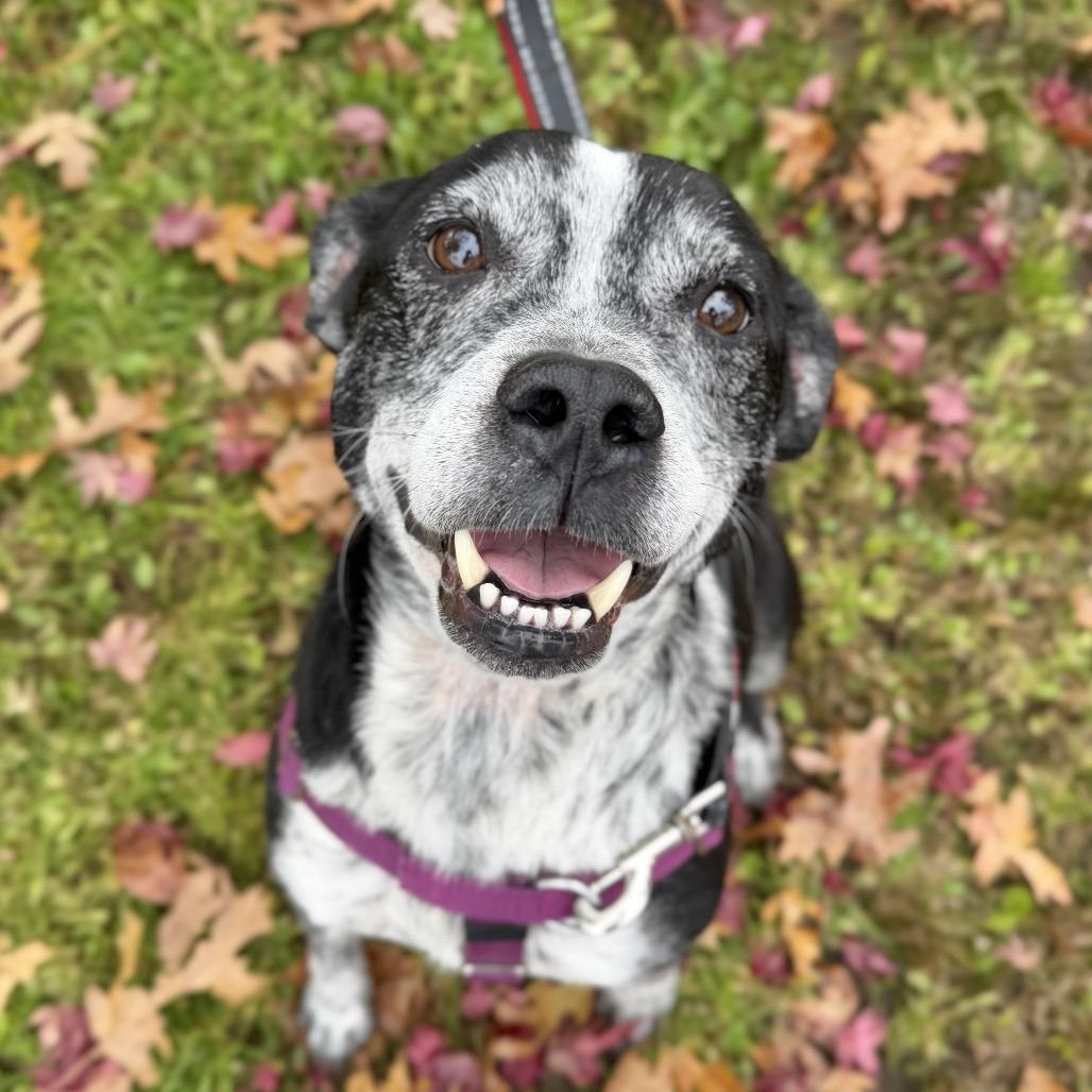 Enlarge Barkley, a Adoptable Hound in East Hampton, NY image 5/6