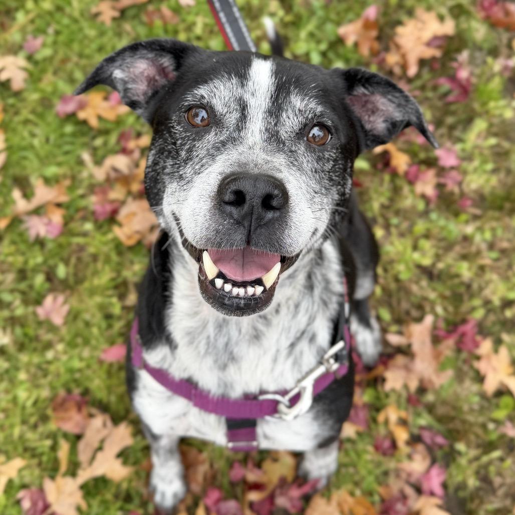 Enlarge Barkley, a Adoptable Hound in East Hampton, NY image 6/6