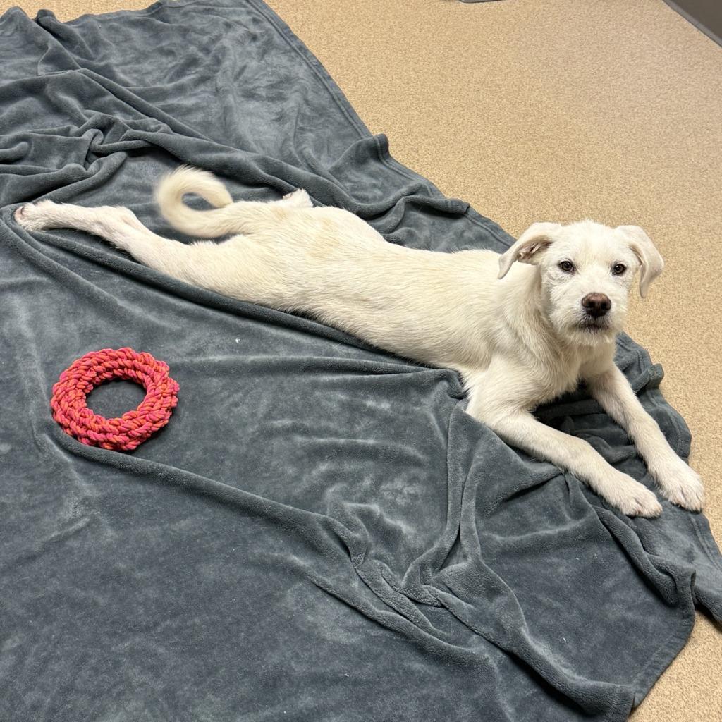 Nox, a Adoptable mixed breed in Brenham, TX image 2/6