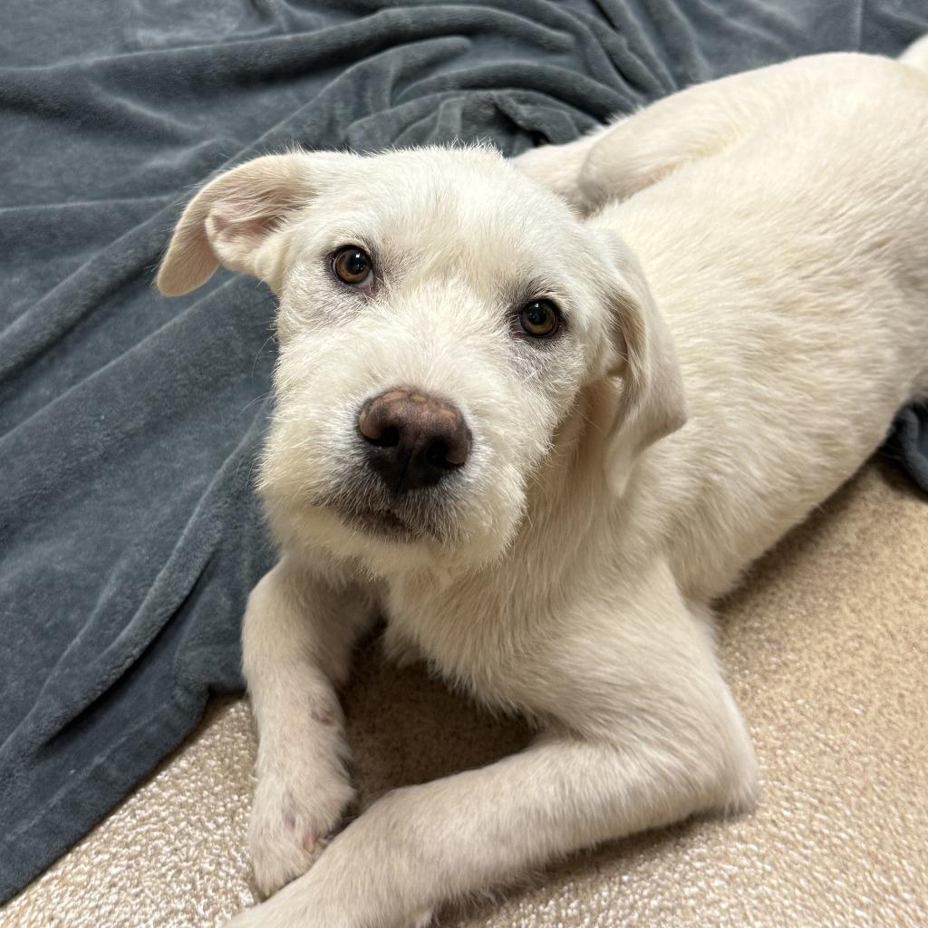 Nox, a Adoptable mixed breed in Brenham, TX image 3/6