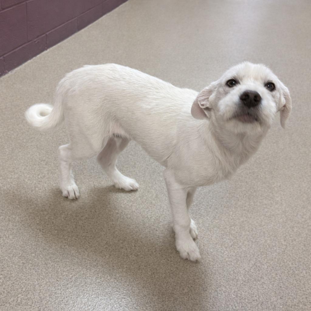 Nox, a Adoptable mixed breed in Brenham, TX image 4/6