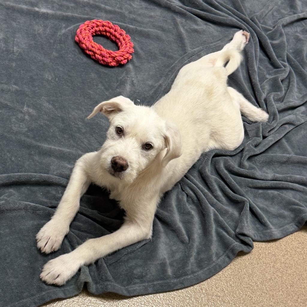 Nox, a Adoptable mixed breed in Brenham, TX image 5/6