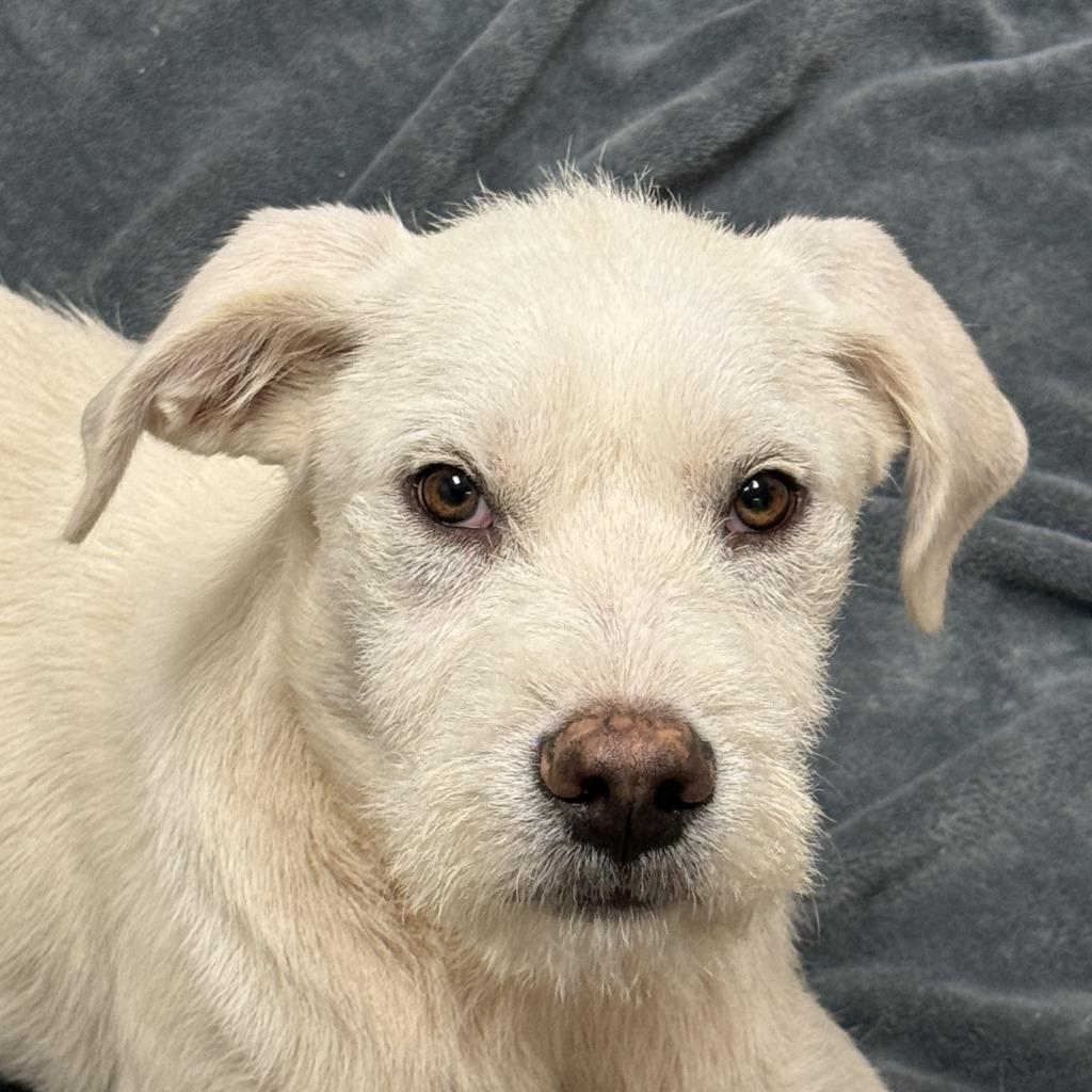 Nox, Adoptable, Puppy Male Mixed Breed.