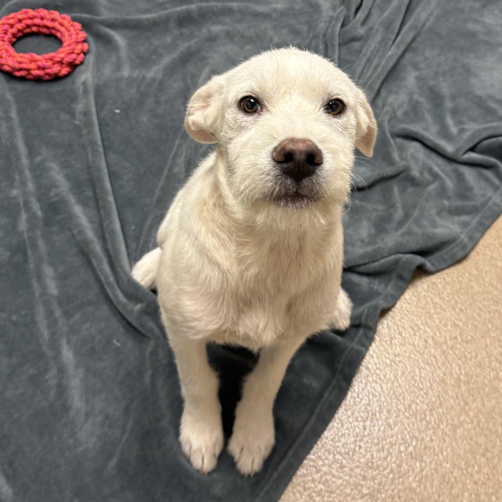 Nox, a Adoptable mixed breed in Brenham, TX image 6/6