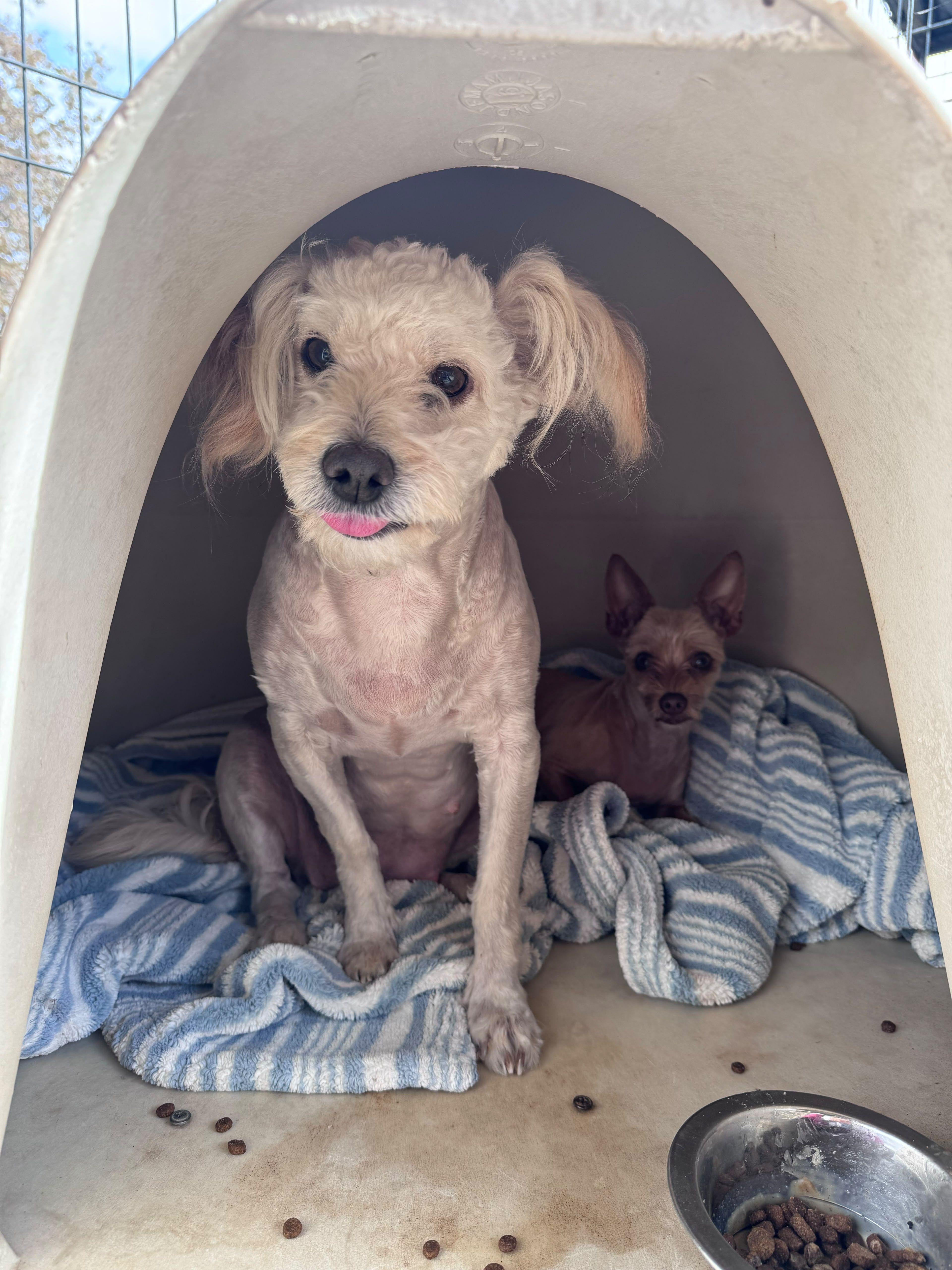 Olivia, Adoptable, Young Female Maltese.