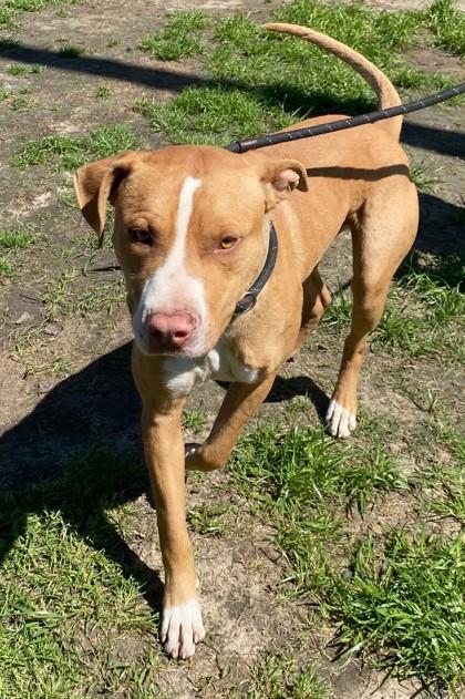 Rascal, a Adoptable mixed breed in Conway, SC image 1/3
