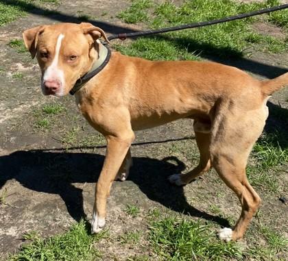 Rascal, a Adoptable mixed breed in Conway, SC image 2/3