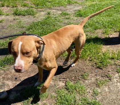 Rascal, a Adoptable mixed breed in Conway, SC image 3/3