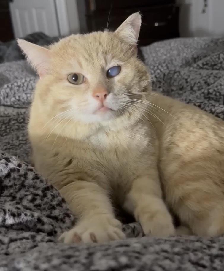 Shrek, Adoptable, Adult Male Domestic Short Hair.