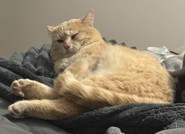 Enlarge Shrek, a Adoptable Domestic Short Hair in Clarksville, TN image 3/5