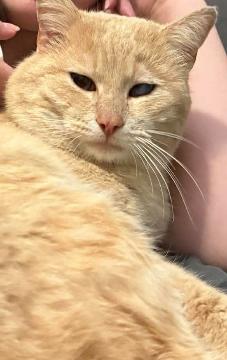 Enlarge Shrek, a Adoptable Domestic Short Hair in Clarksville, TN image 4/5