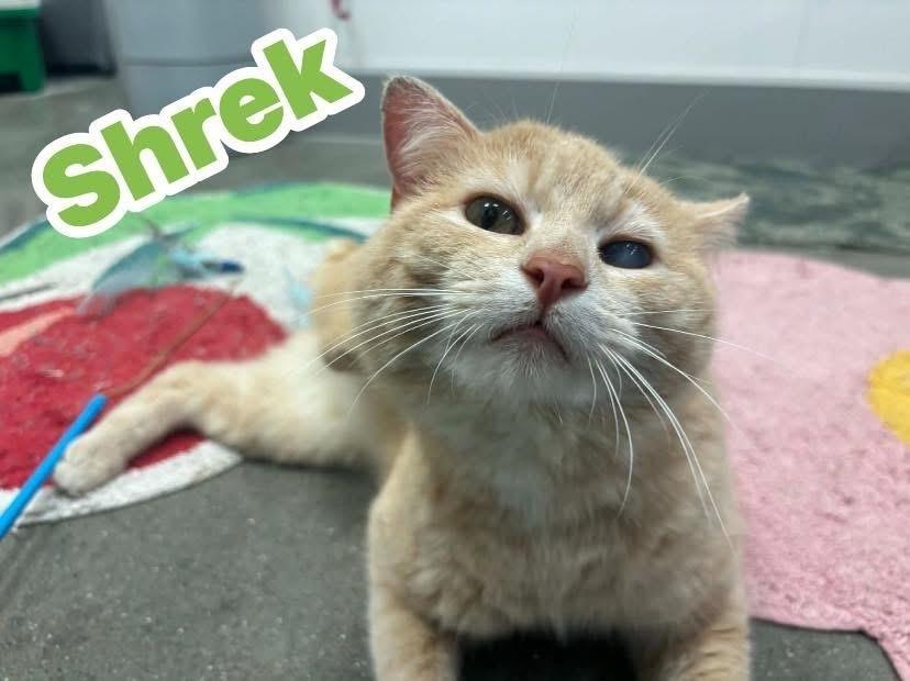 Enlarge Shrek, a Adoptable Domestic Short Hair in Clarksville, TN image 5/6