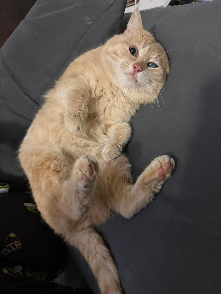 Enlarge Shrek, a Adoptable Domestic Short Hair in Clarksville, TN image 5/5