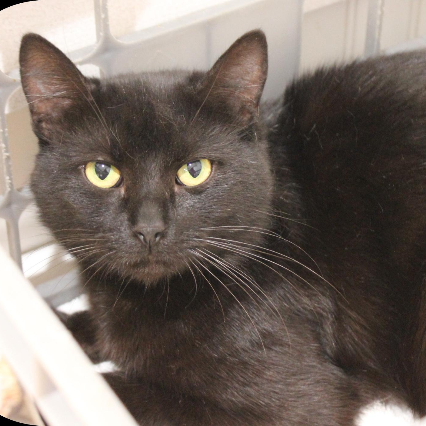 Enlarge Baxter, a ADOPTABLE Domestic Short Hair in Amelia, OH image 1/1