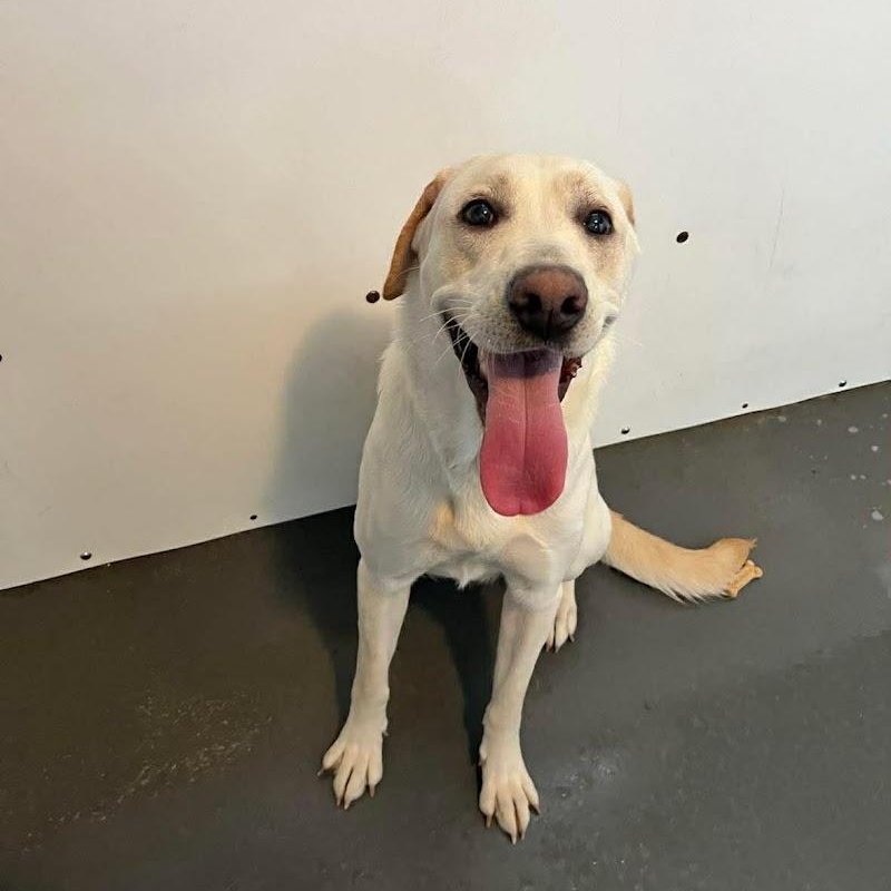 Cassie, adopted, Young Female Labrador Retriever.