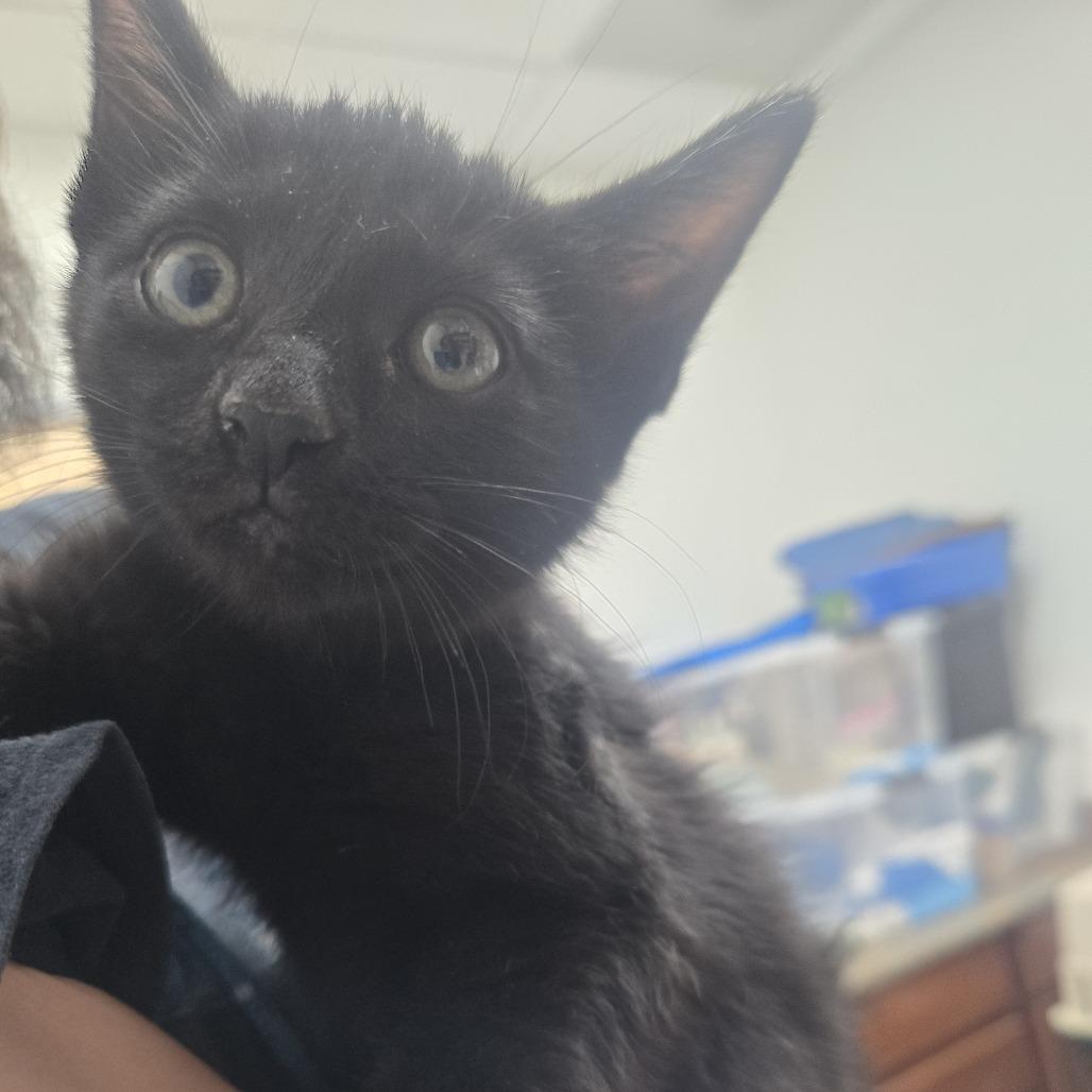 Enlarge Finn, a Adoptable Domestic Short Hair in Ashland, OR image 2/2