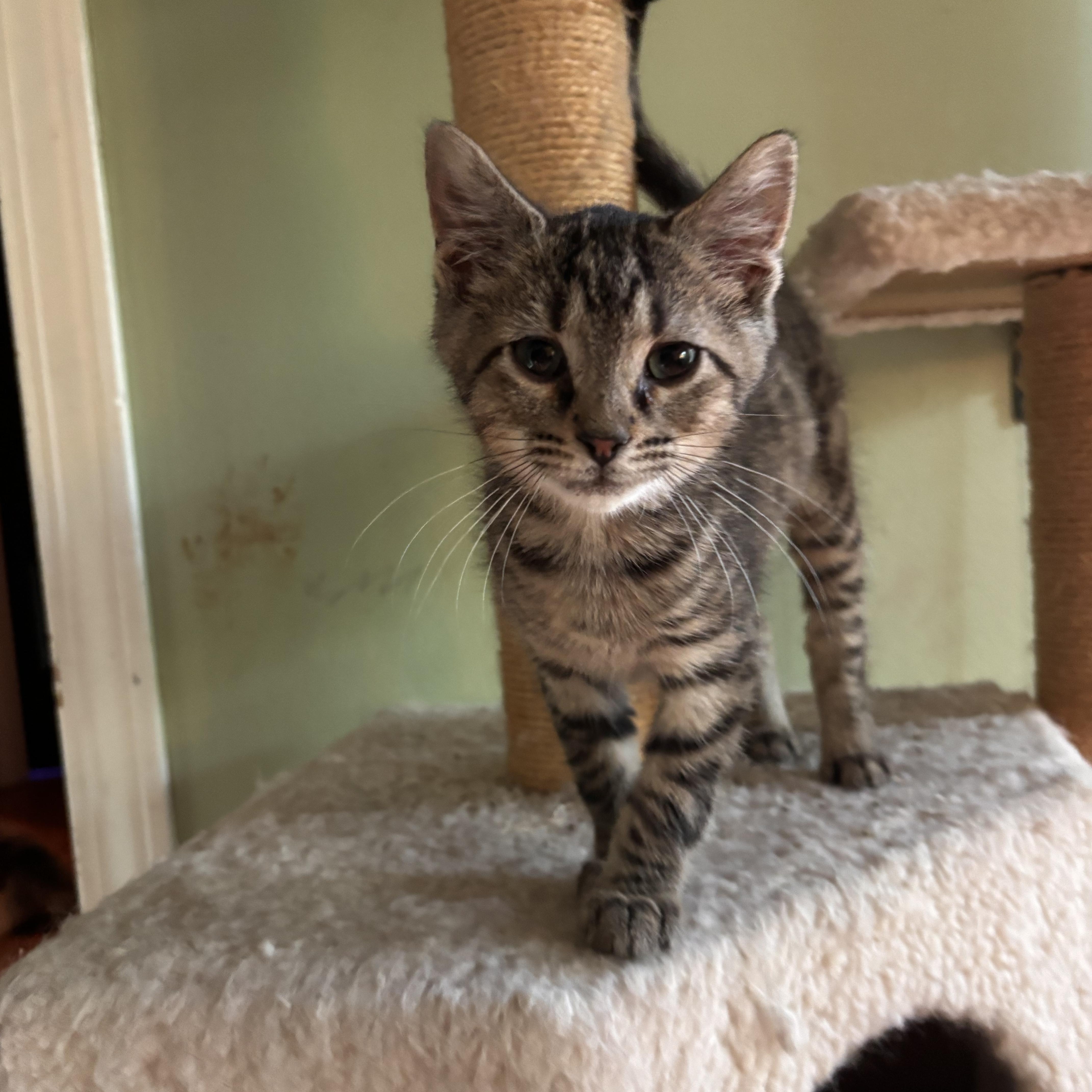 unicorn, ADOPTABLE, Kitten Female Domestic Short Hair.