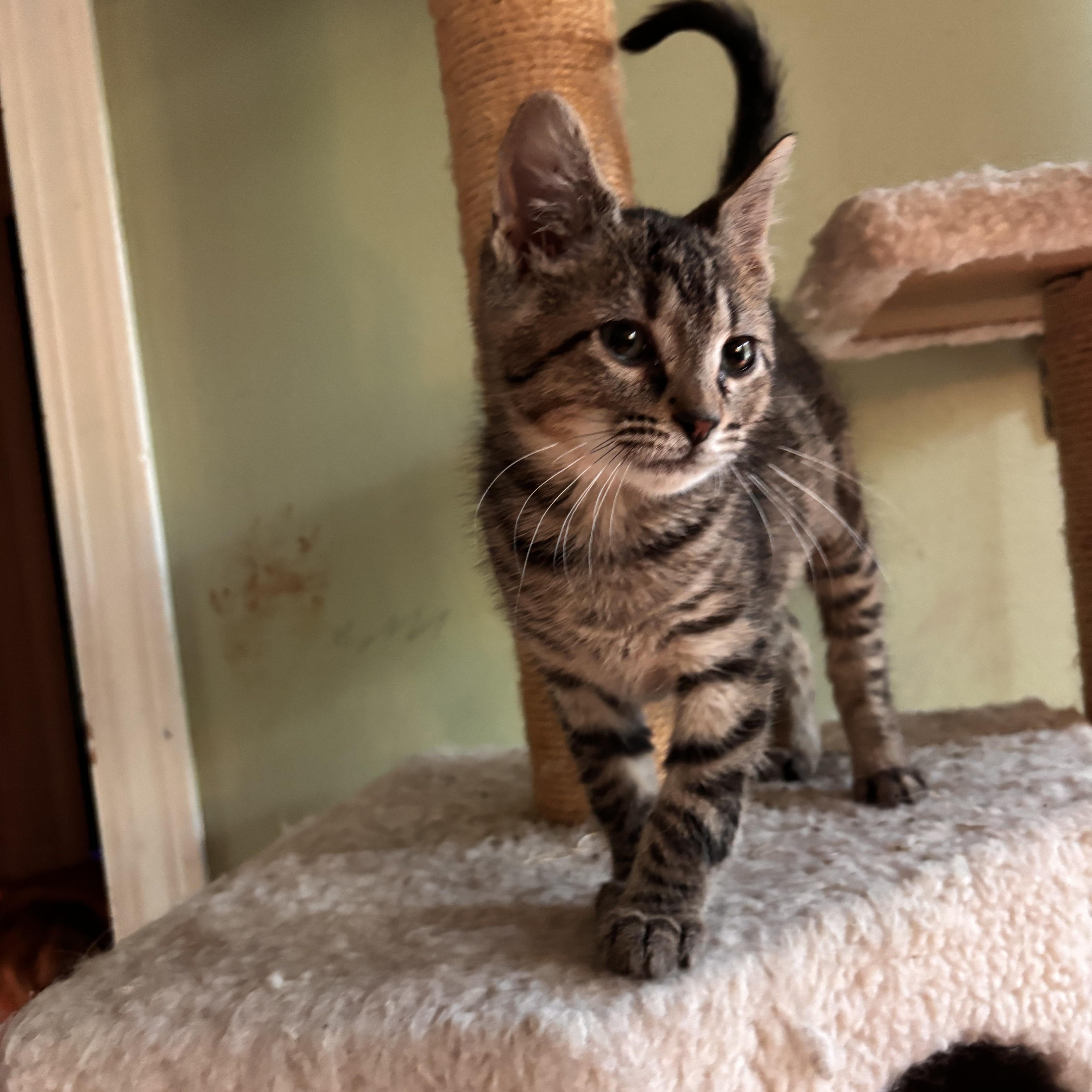 Enlarge unicorn, a ADOPTABLE Domestic Short Hair in Woodlawn, TN image 3/3
