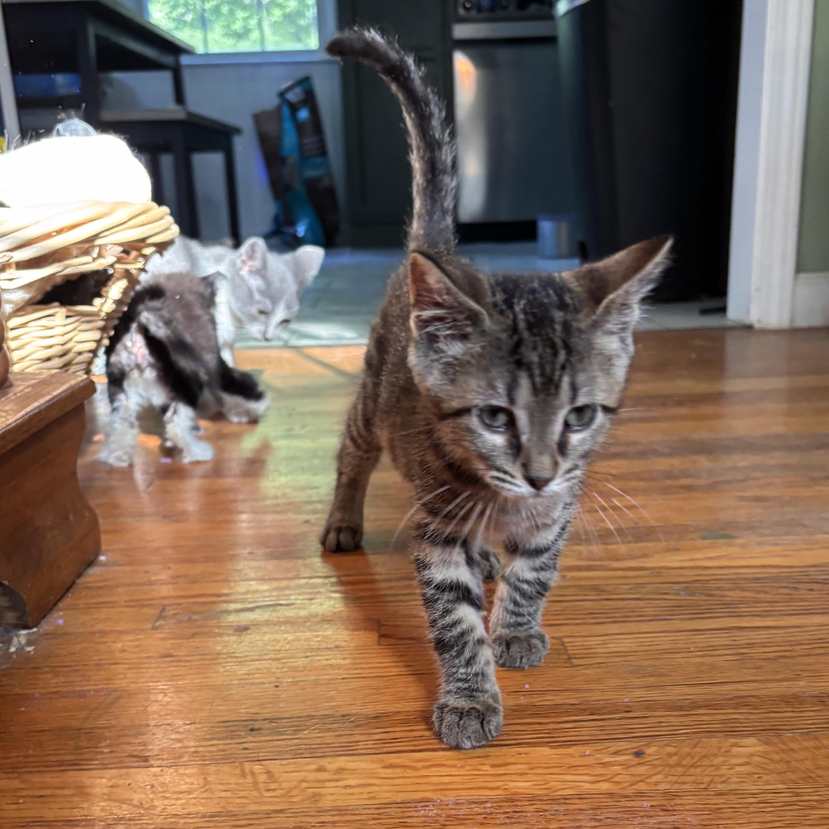 Enlarge unicorn, a ADOPTABLE Domestic Short Hair in Woodlawn, TN image 2/3