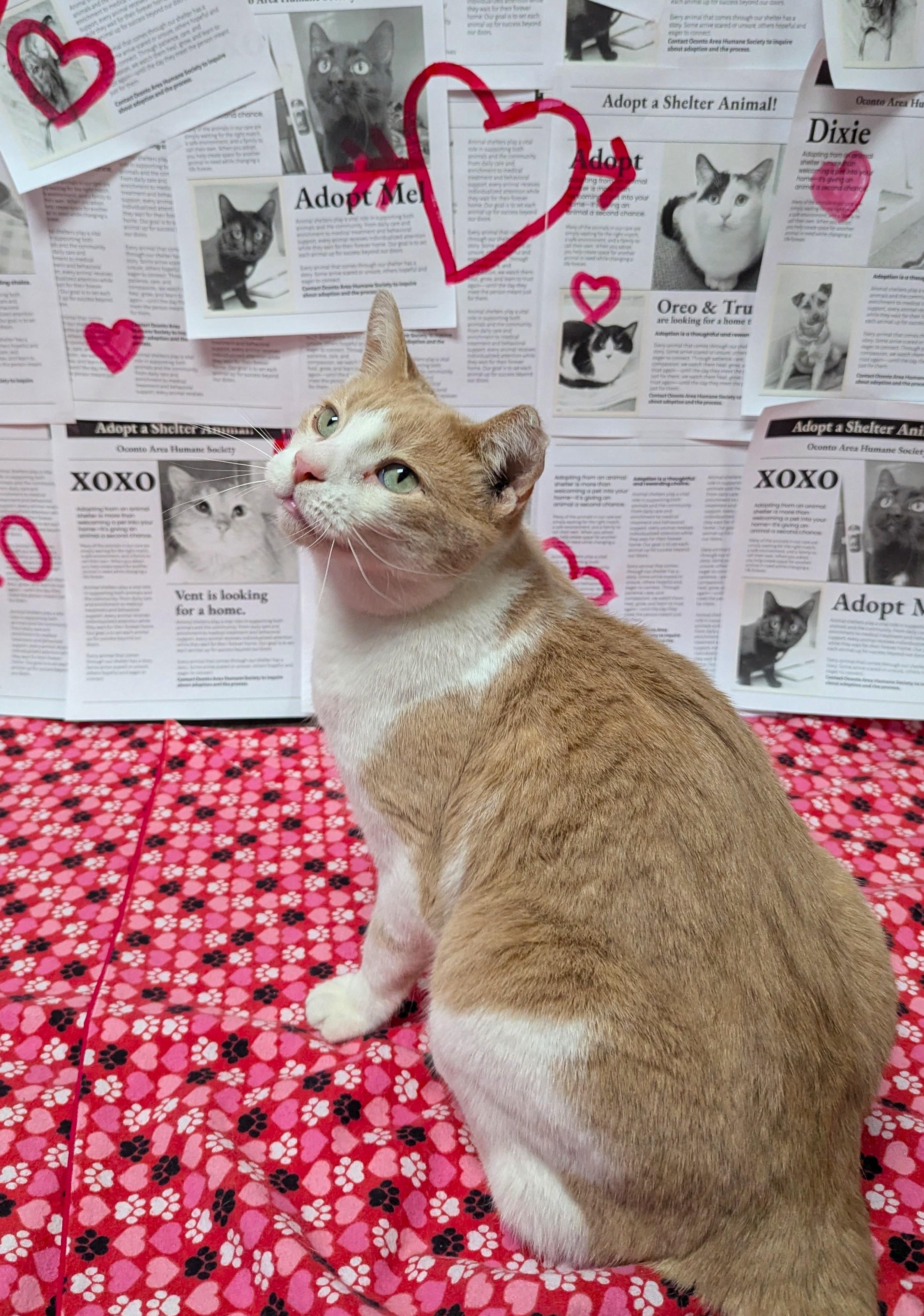 Enlarge Jack, a Adoptable Domestic Short Hair in Oconto, WI image 4/4