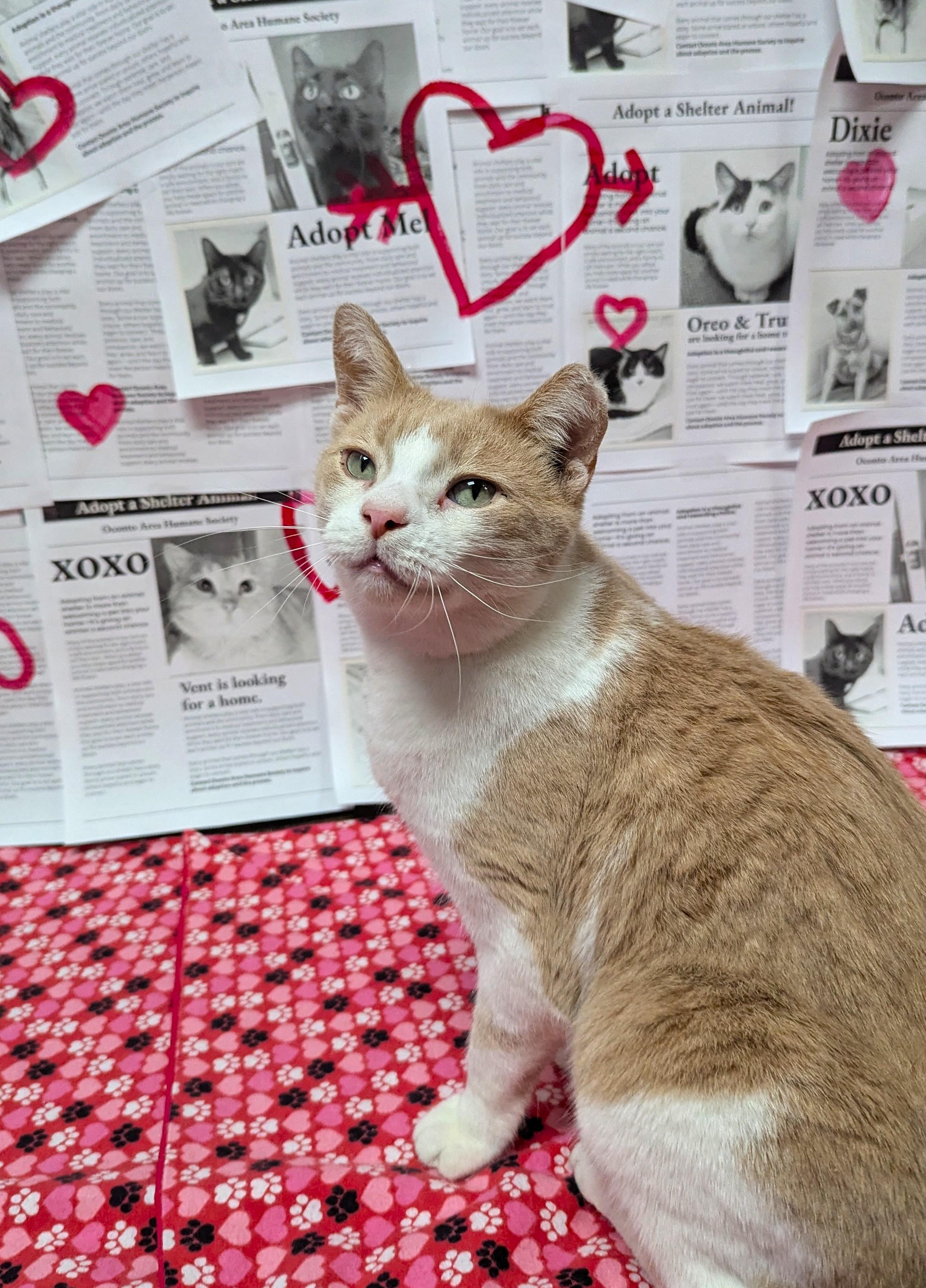 Jack, Adoptable, Adult Male Domestic Short Hair.