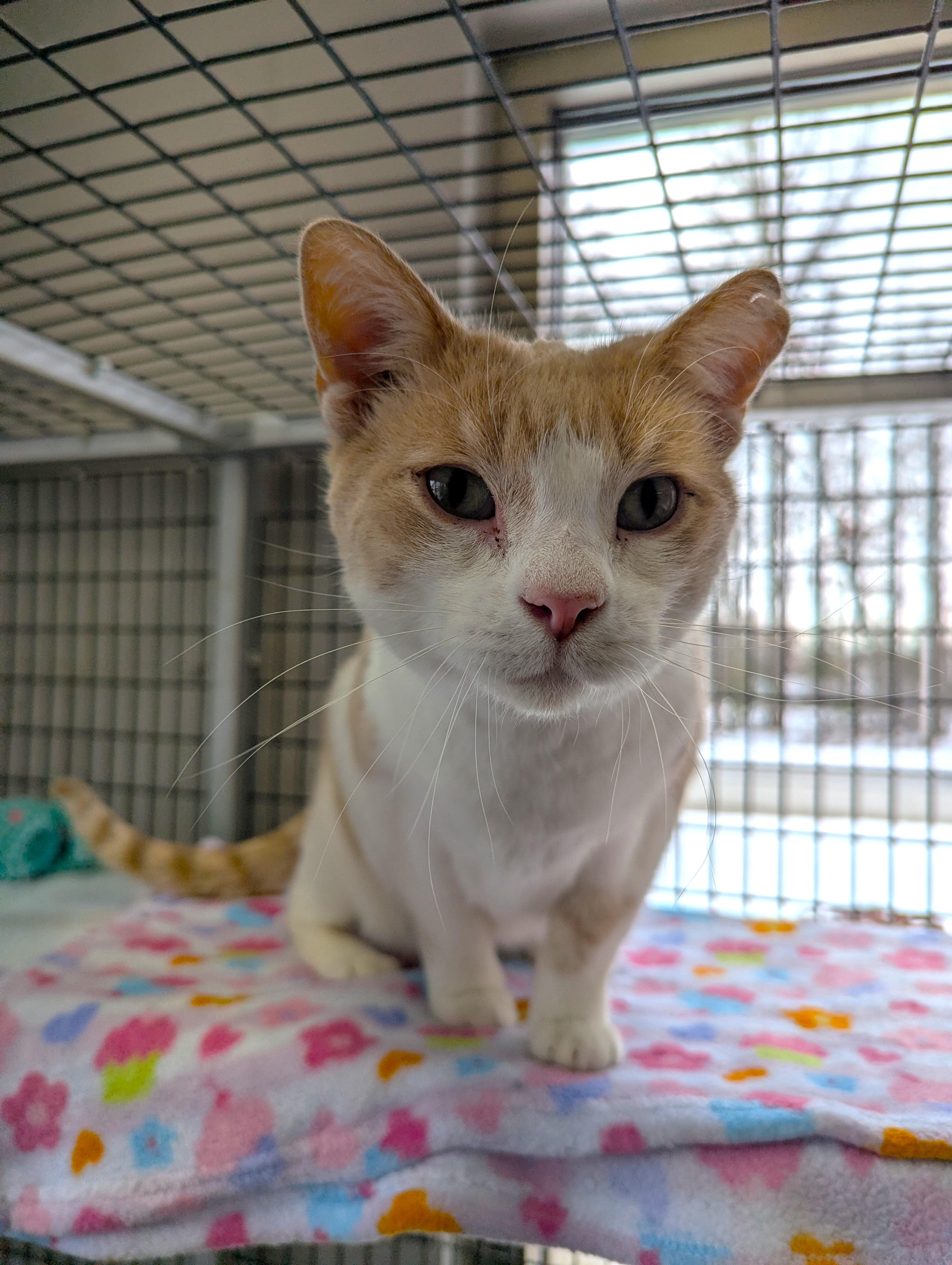 Enlarge Jack, a Adoptable Domestic Short Hair in Oconto, WI image 2/4
