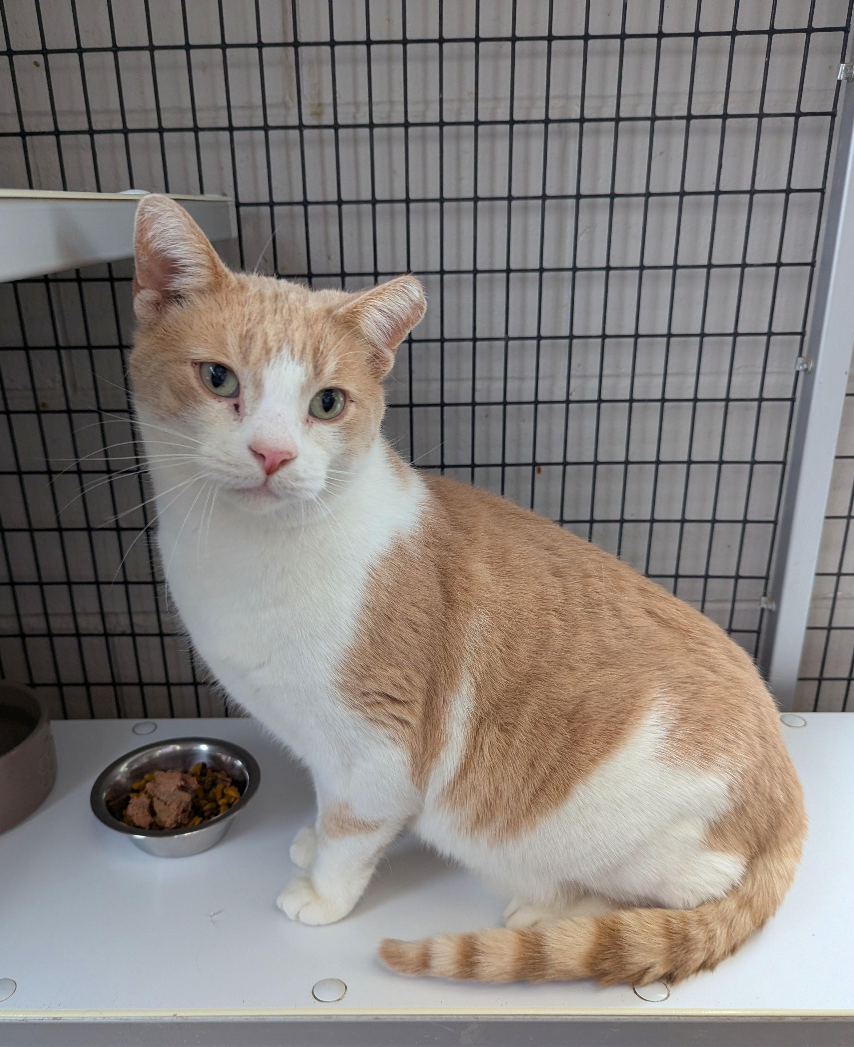 Jack, adoptable, Adult Male Domestic Short Hair.