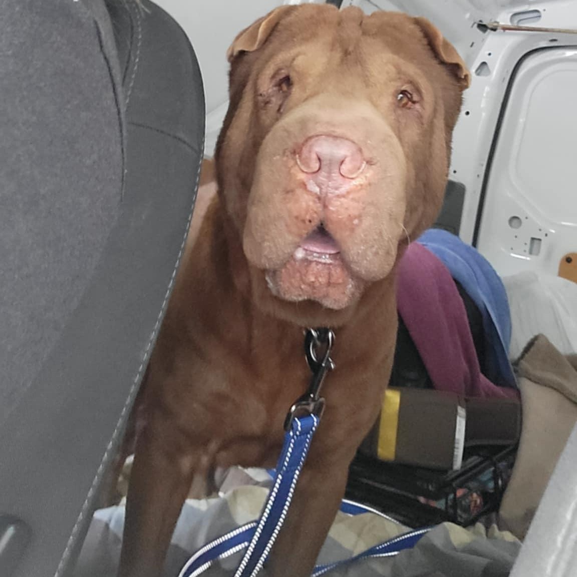 SHIFU, a Adoptable Shar-Pei in North Miami, FL image 1/10