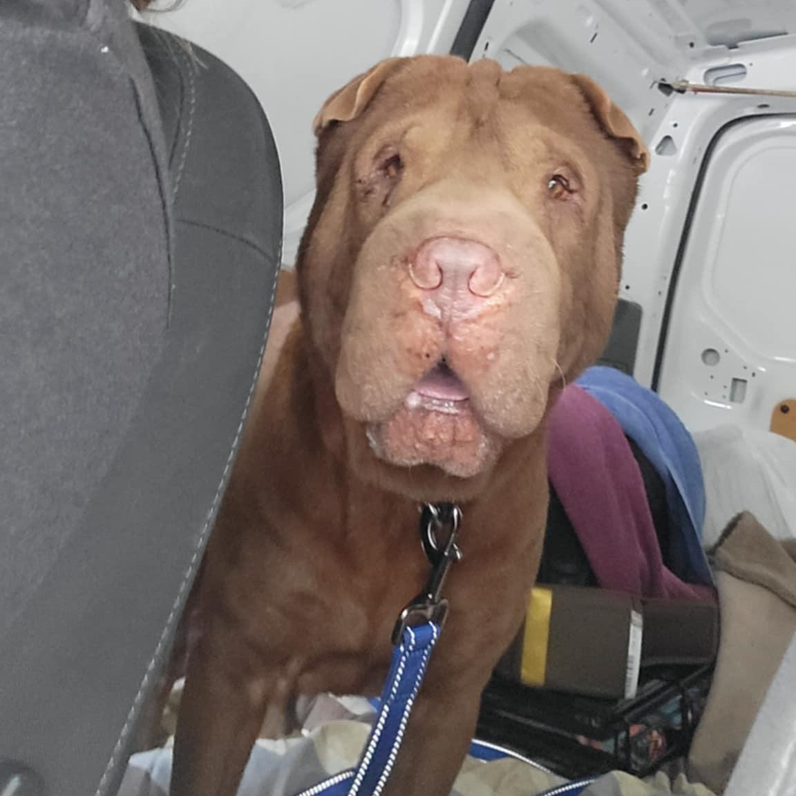 SHIFU, a Adoptable Shar-Pei in North Miami, FL image 2/10