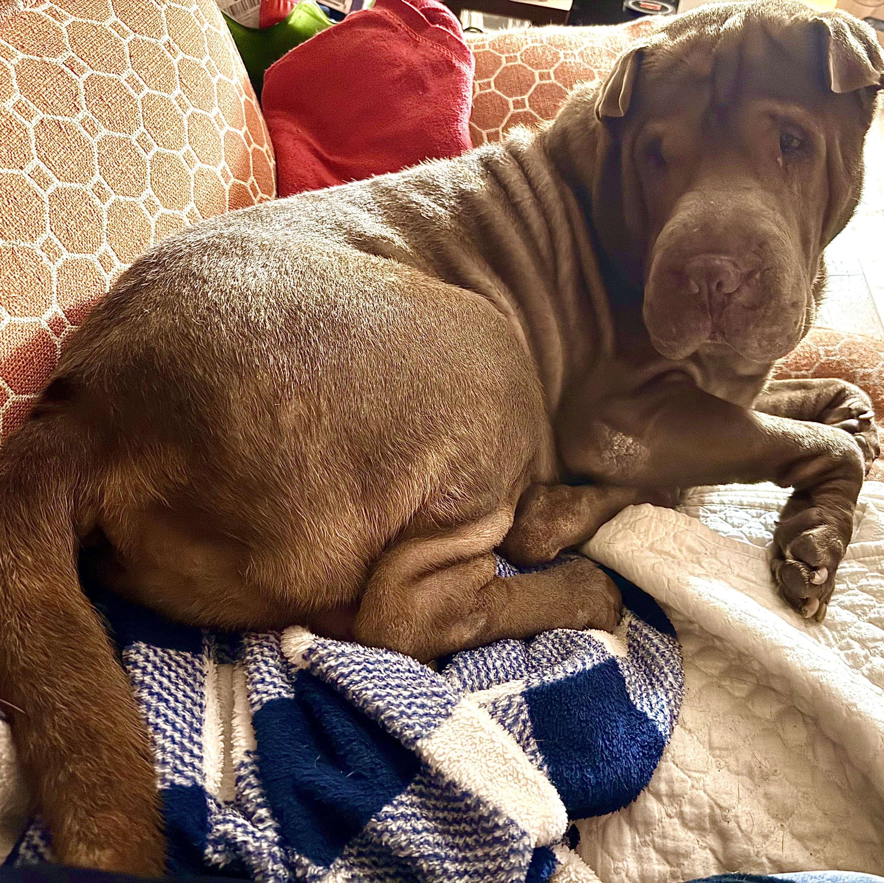 SHIFU, a Adoptable Shar-Pei in North Miami, FL image 3/10