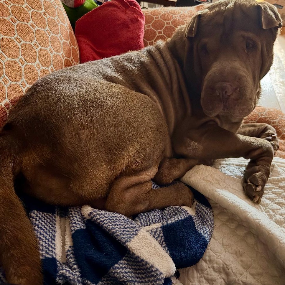 SHIFU, a Adoptable Shar-Pei in North Miami, FL image 4/10