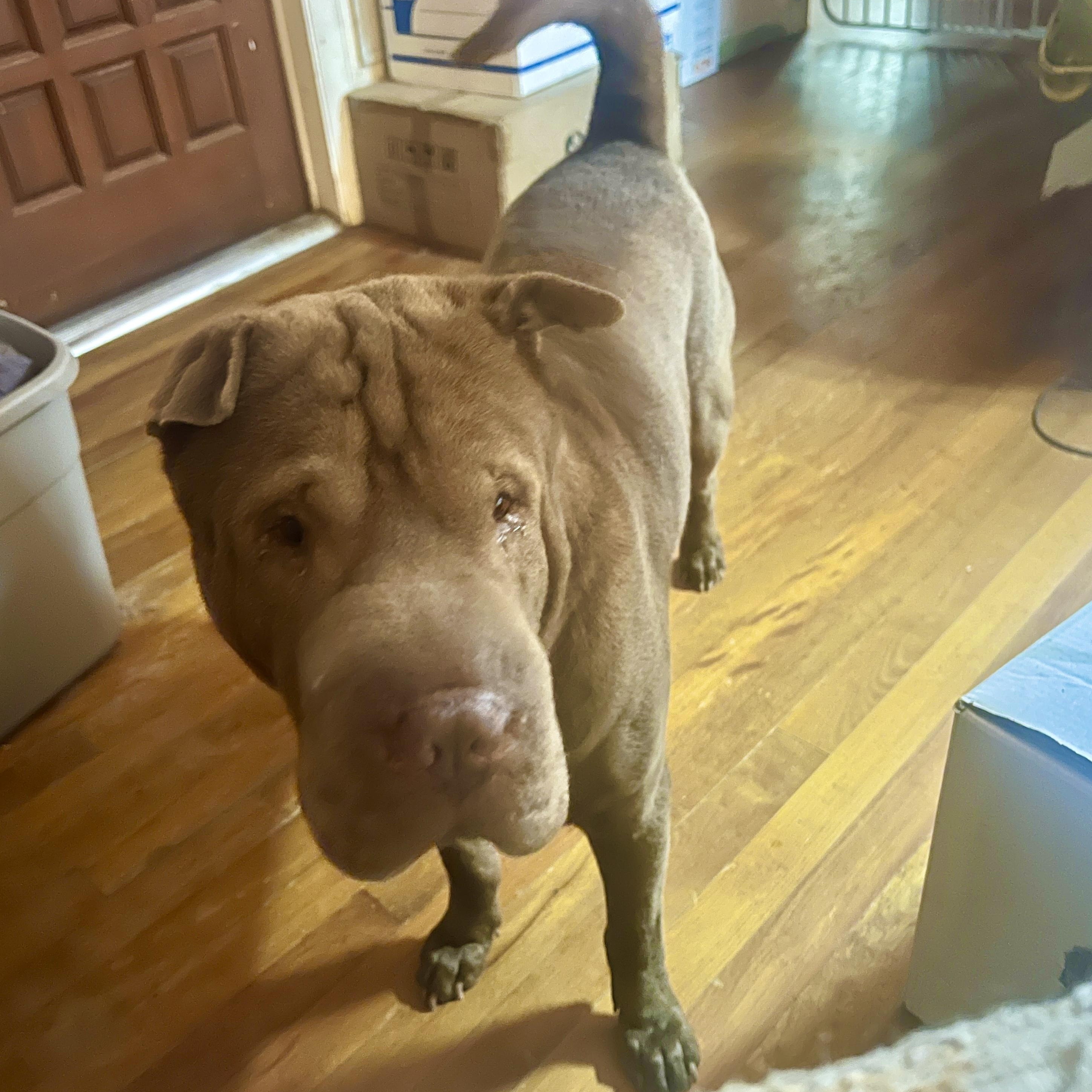 SHIFU, a Adoptable Shar-Pei in North Miami, FL image 5/10