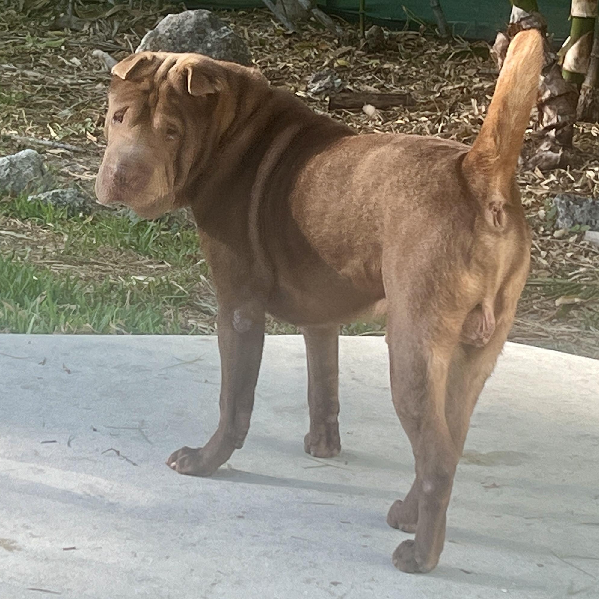 SHIFU, a Adoptable Shar-Pei in North Miami, FL image 6/10