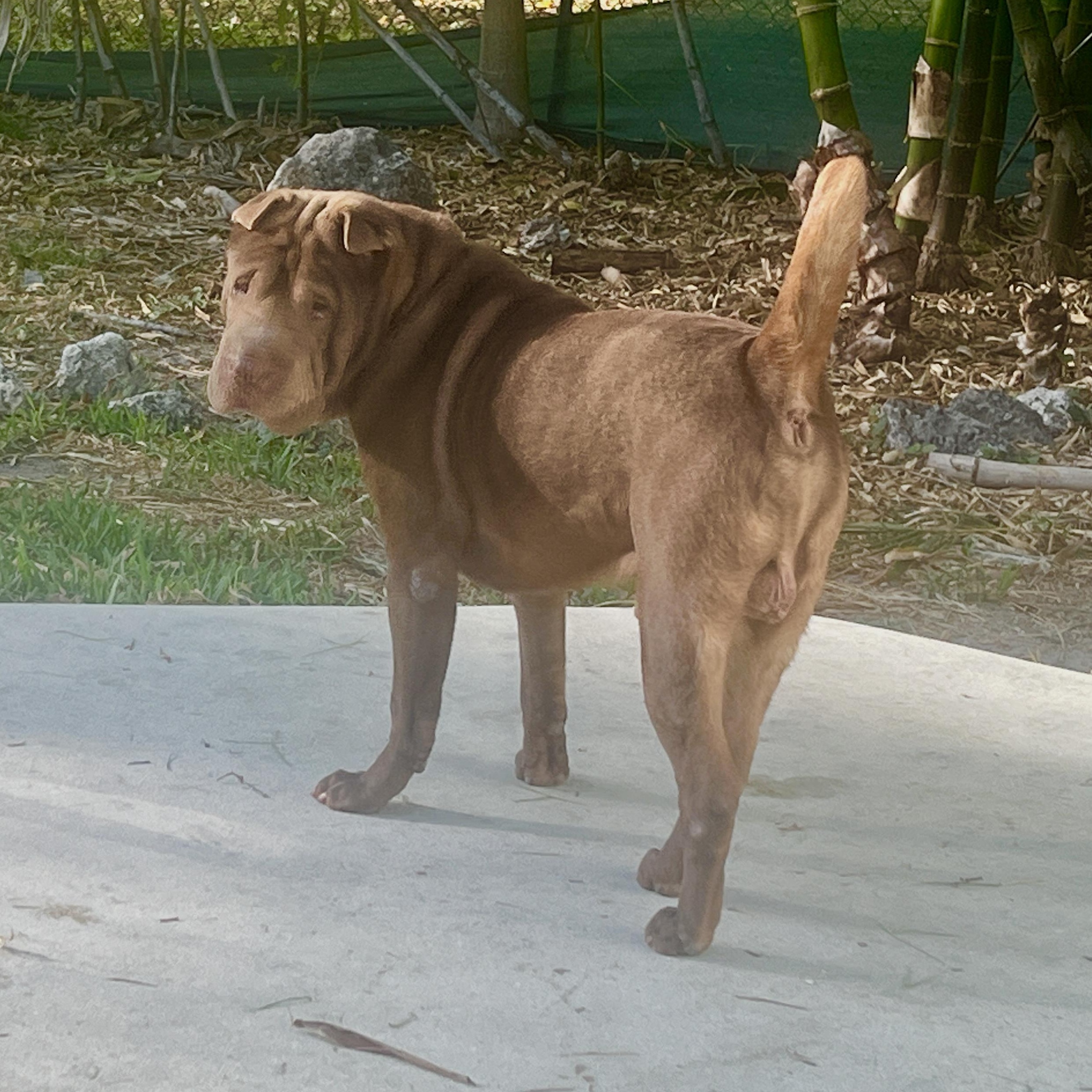 Enlarge SHIFU, a Adoptable Shar-Pei in North Miami, FL image 9/10