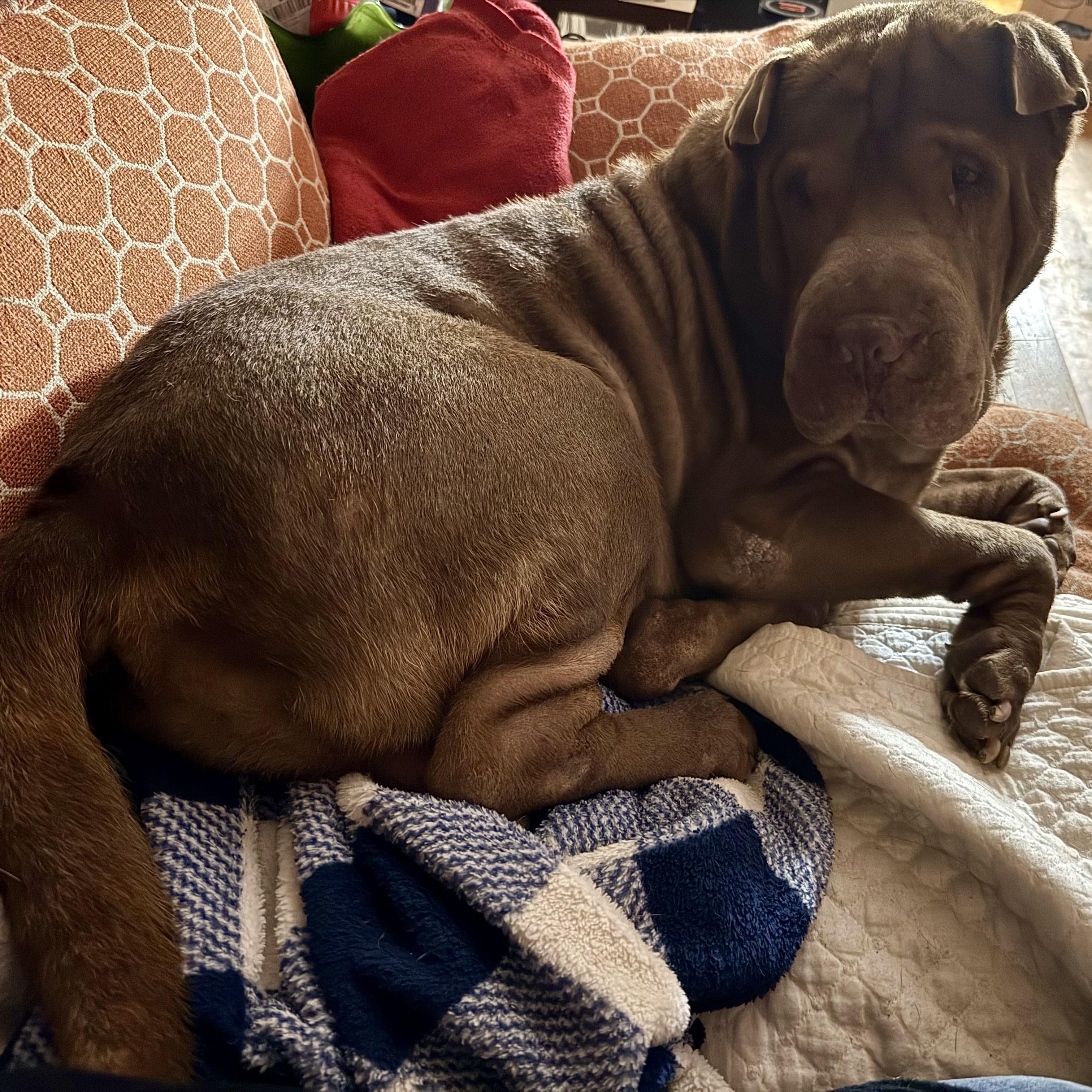 Enlarge SHIFU, a Adoptable Shar-Pei in North Miami, FL image 10/10