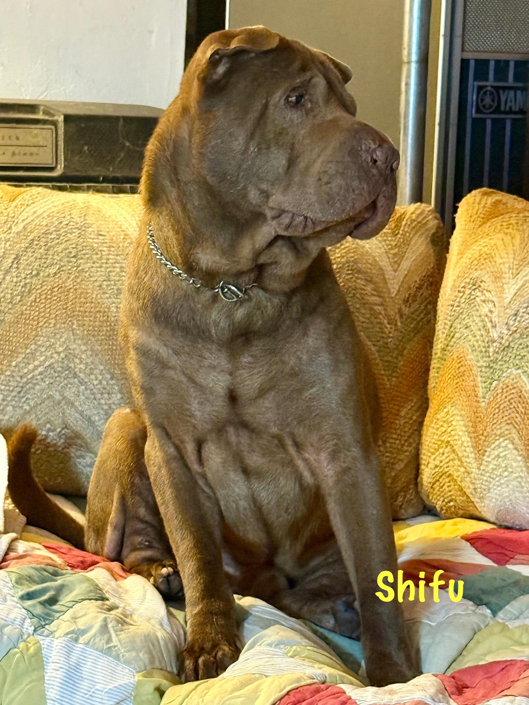 Enlarge SHIFU, a Adoptable Shar-Pei in North Miami, FL image 8/10