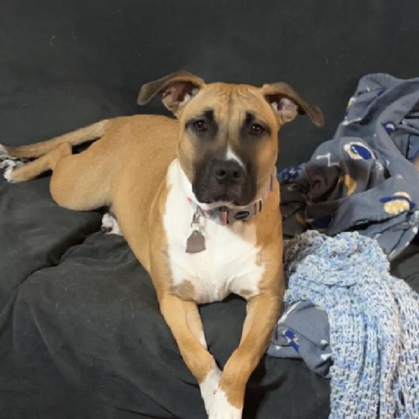 ~ Courtesy ~ Lil Bit, Adoptable, Adult Female Terrier.