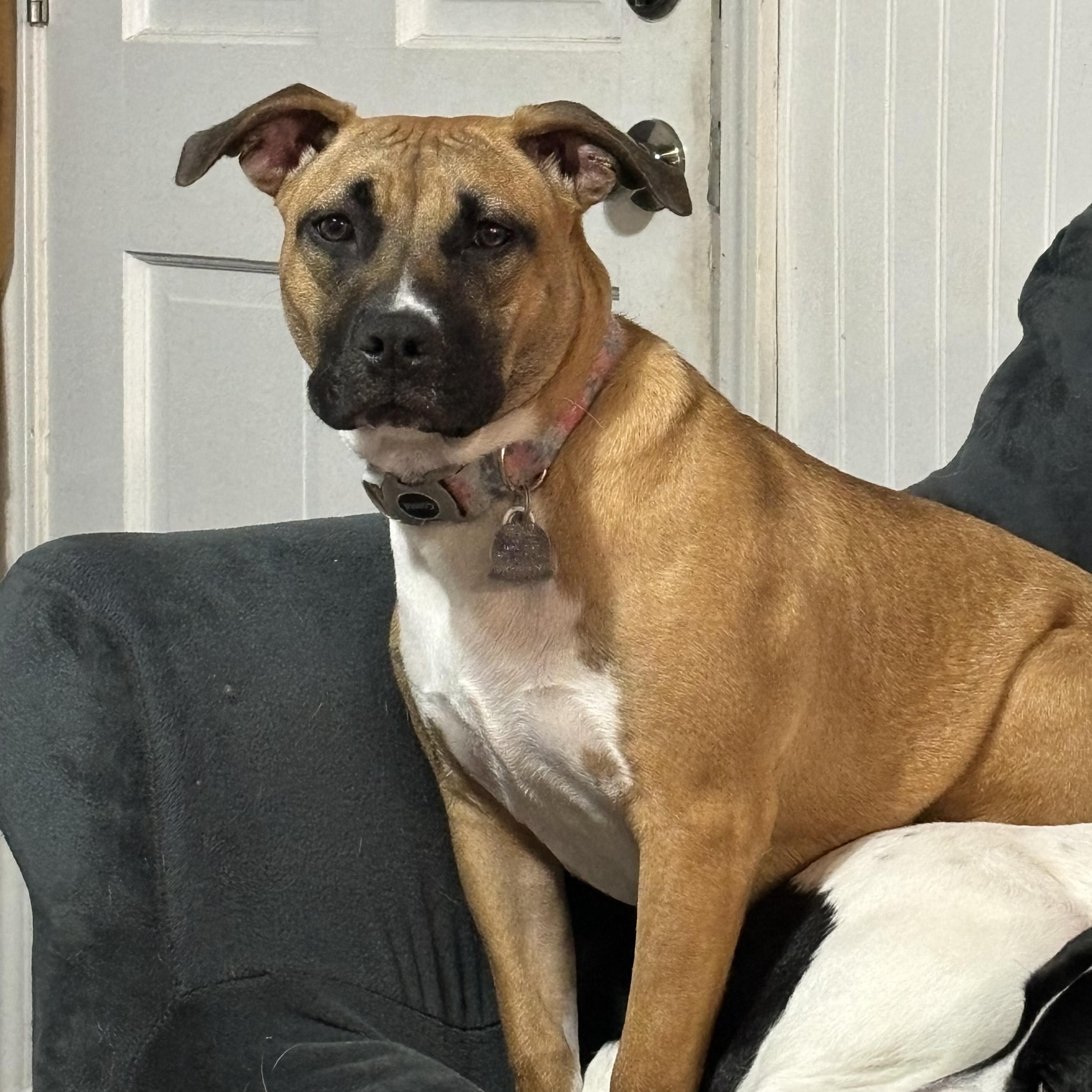 Enlarge ~ Courtesy ~ Lil Bit, a Adoptable mixed breed in Mobile, AL image 2/2