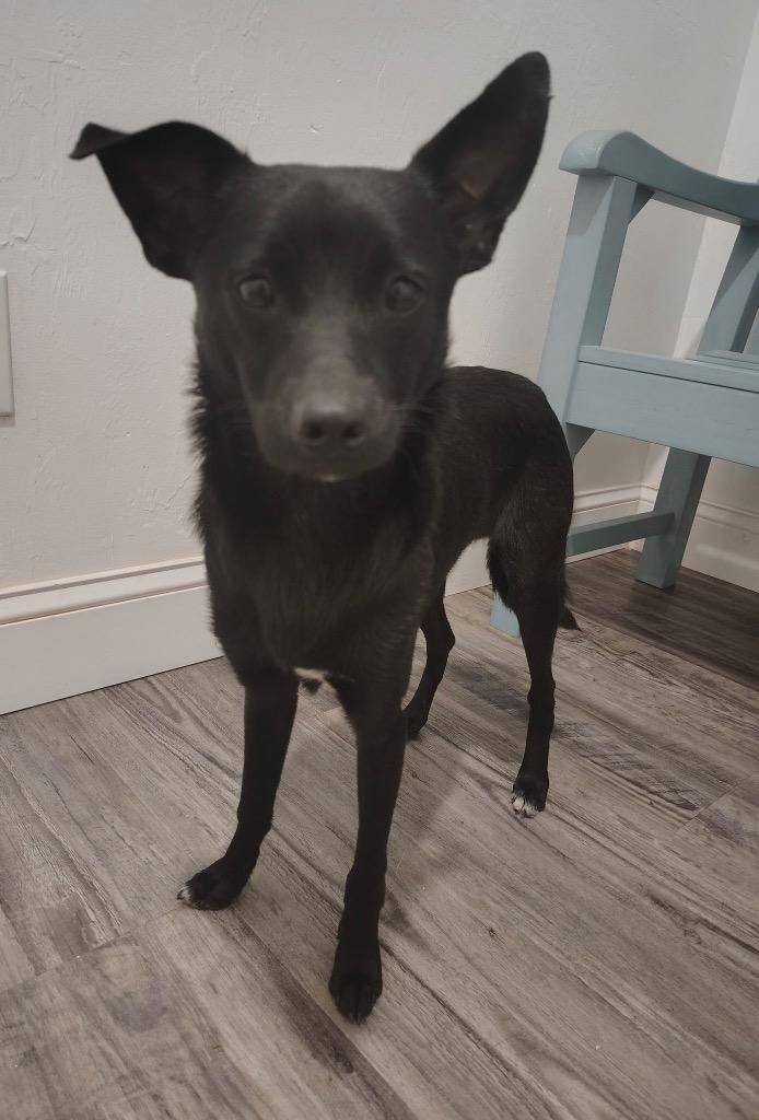 John, Adoptable, Young Male Chihuahua & Husky.