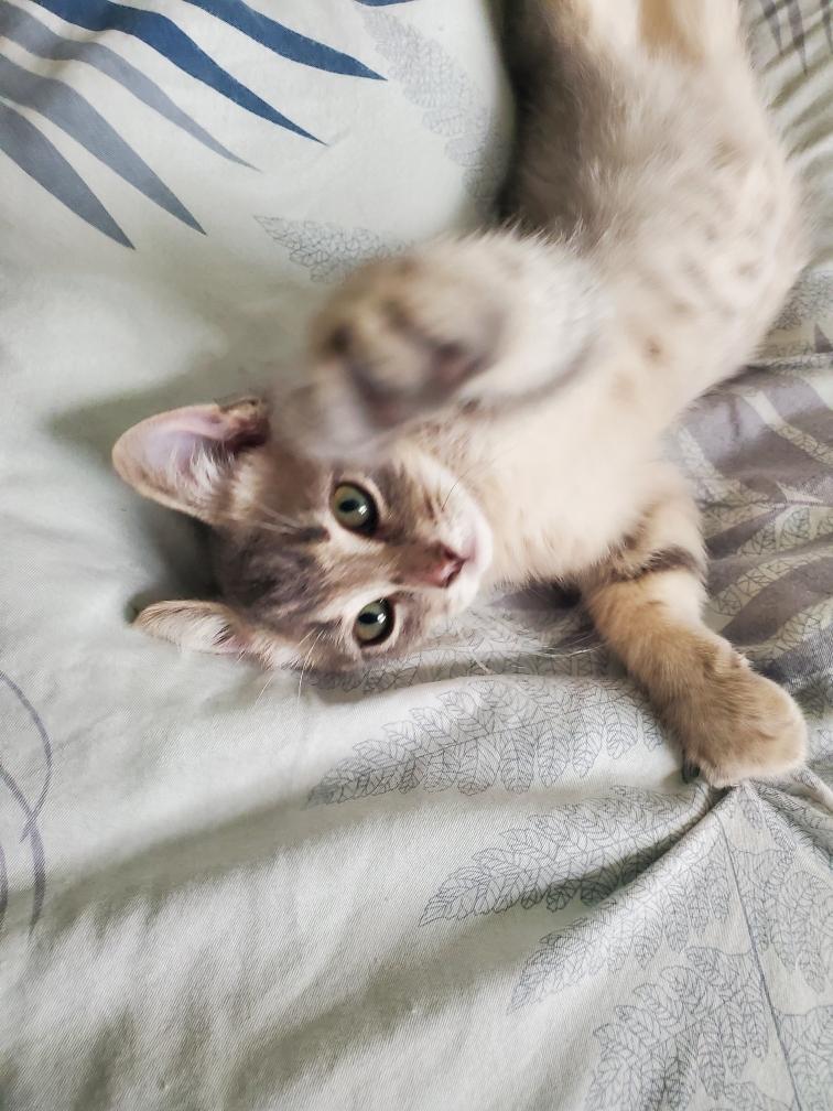 Enlarge Claire, a Adoptable Domestic Short Hair in Washburn, WI image 1/1