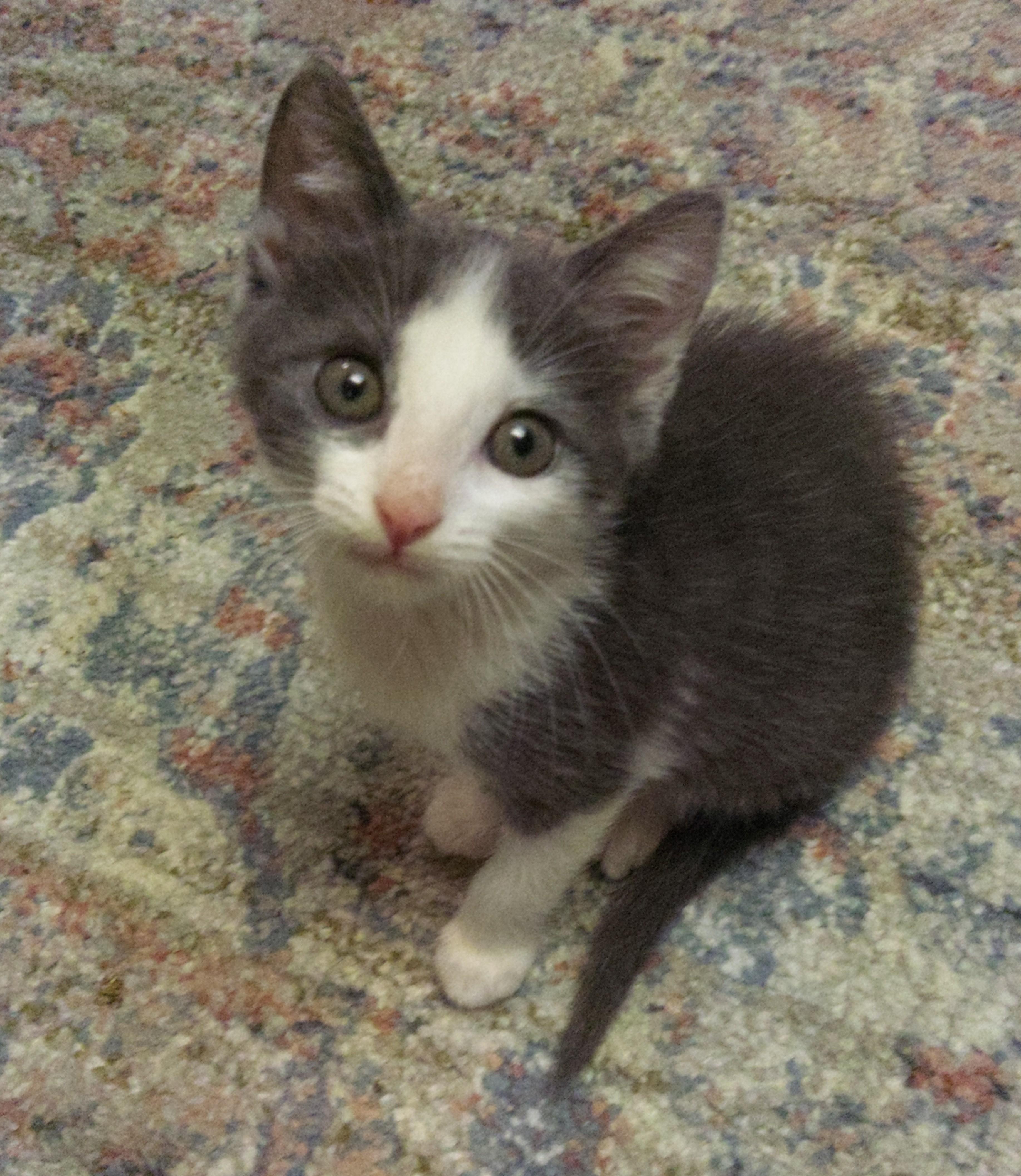 Adeline (A Litter)