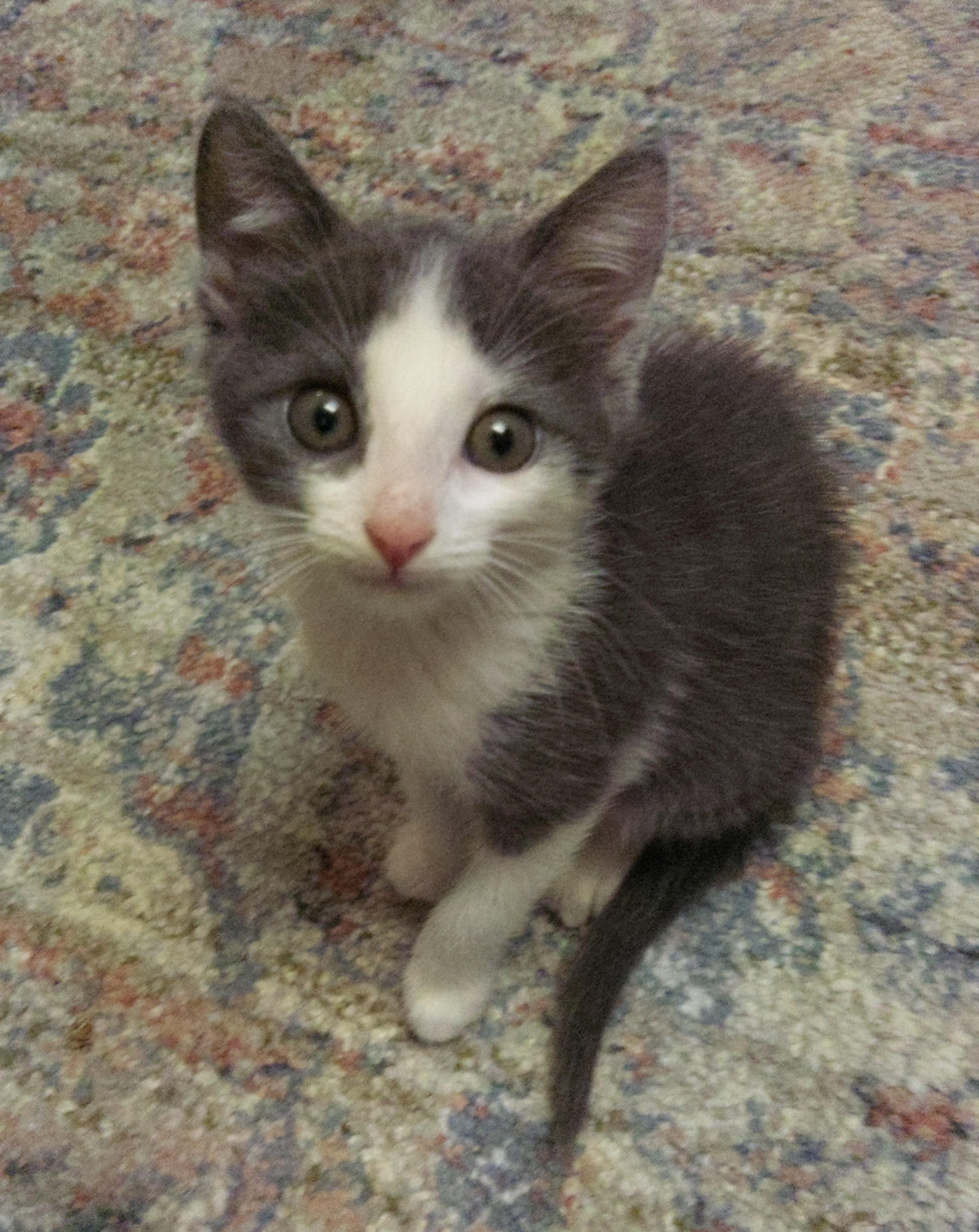 Adeline (A Litter), Young Female unknown