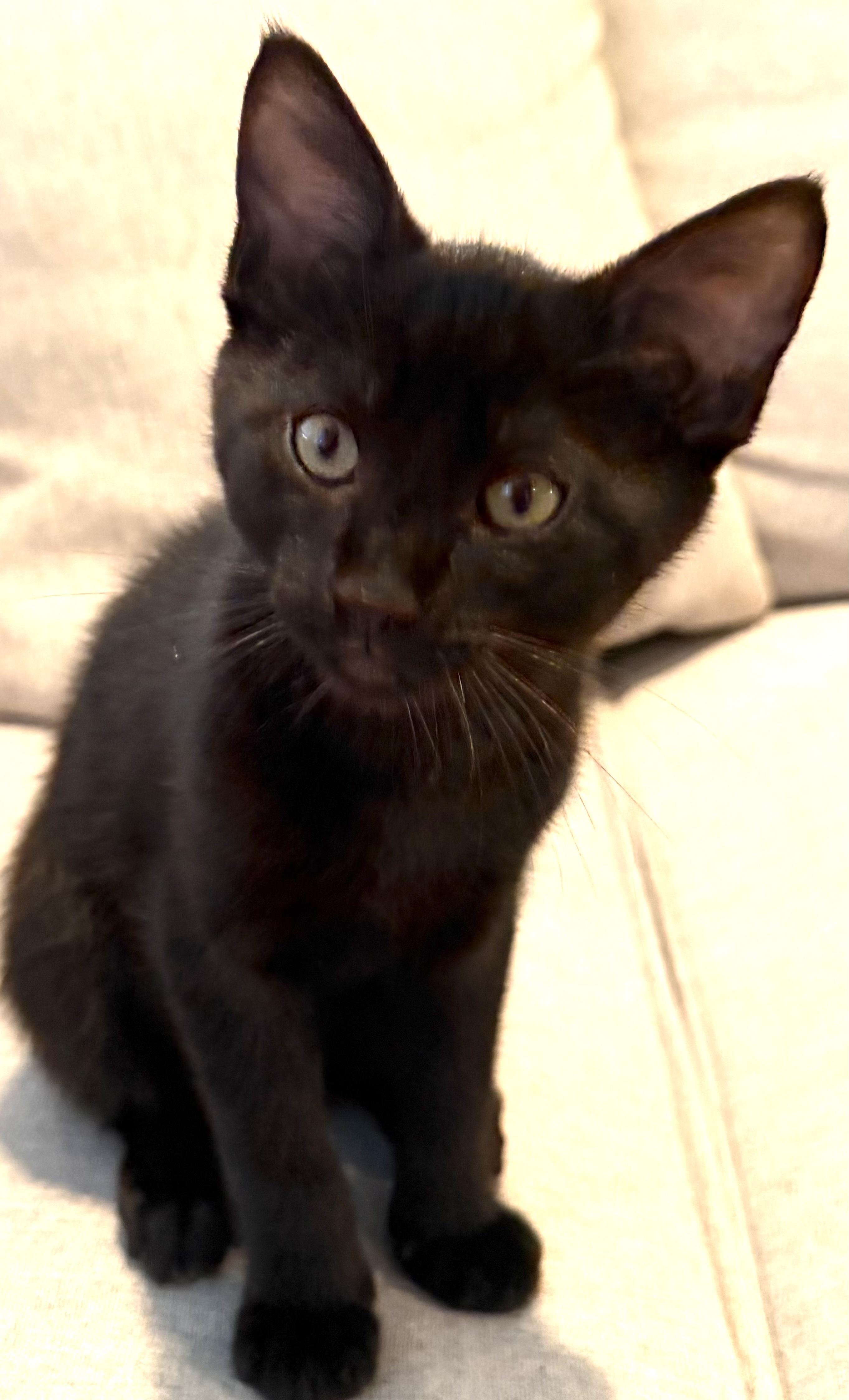 Tarragon, Adoptable, Kitten Male Domestic Short Hair.